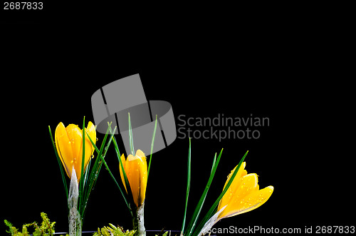 Image of Yellow crocus at dark background