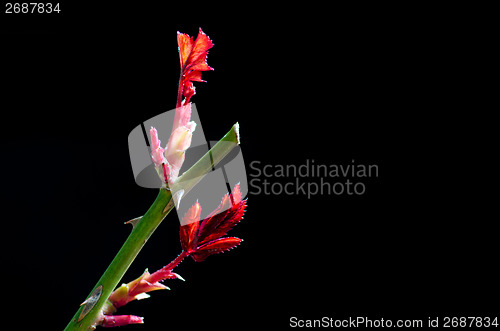 Image of Rose stem with new leaves