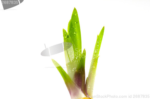 Image of Springtime fresh iris sprout