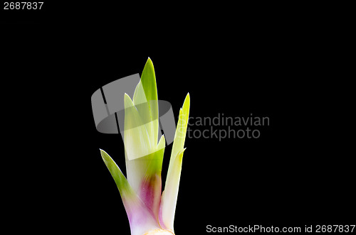 Image of Iris sprout at black background