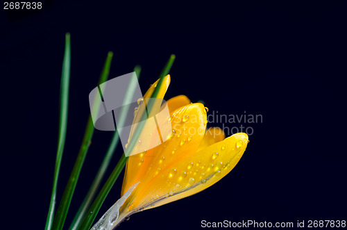 Image of Yellow crocus at dark blue background