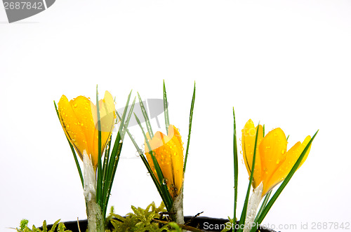 Image of Crocus with waterdrops