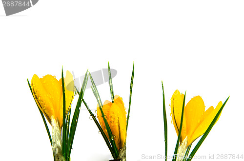 Image of Fresh yellow crocus on white