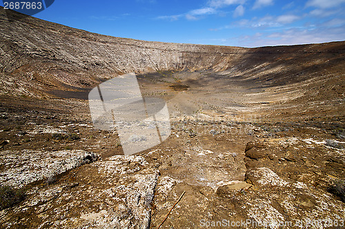 Image of timanfaya  in los volcanes  spain plant flower bush