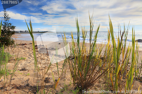 Image of Beach with coastal flora