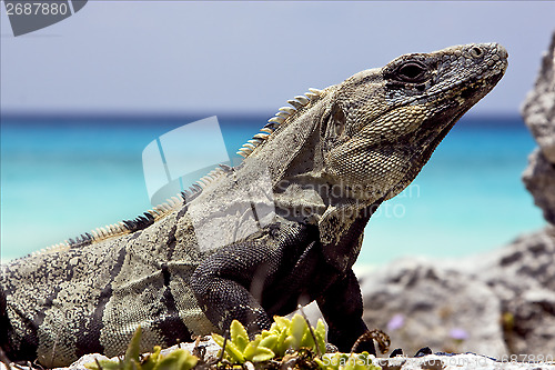 Image of side of Varanus   sand mexico tulum