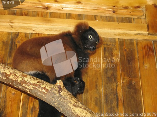 Image of Red lemur