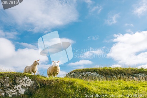 Image of Two sheep in green meadow