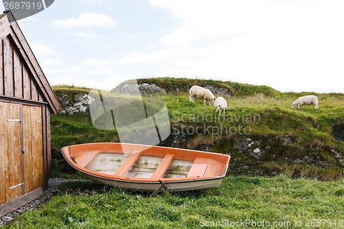 Image of Sheep in green meadow