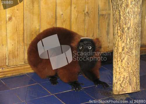 Image of Red lemur