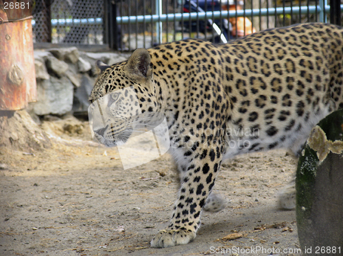 Image of Persian leopard