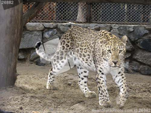 Image of Persian leopard