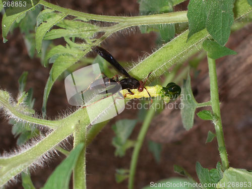 Image of wasp eating a worm