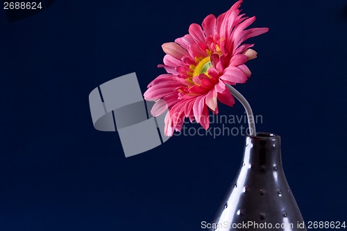 Image of Gerbera Daisy