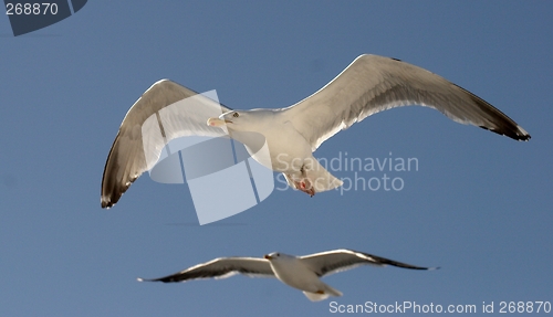 Image of Mew Gull