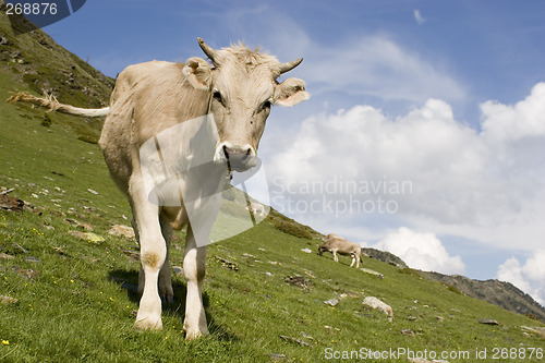 Image of Curious calf