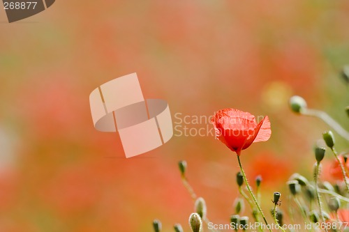 Image of Blossom of a poppy