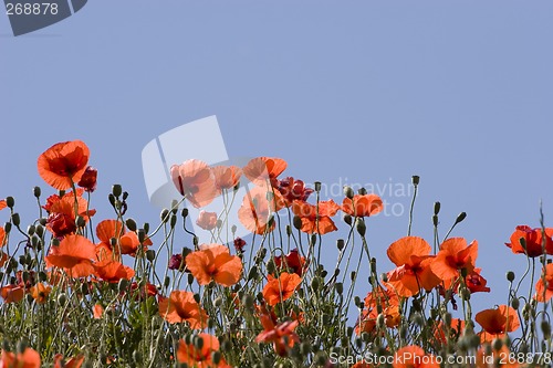 Image of Poppies in the sun