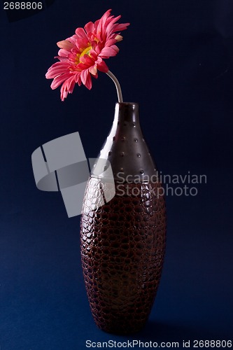 Image of Gerbera Daisy