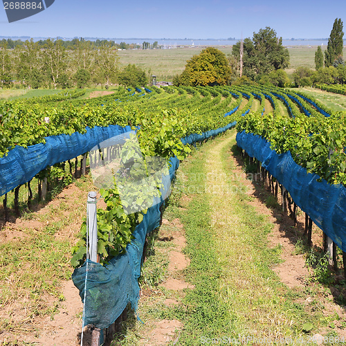 Image of Vineyard in Austria