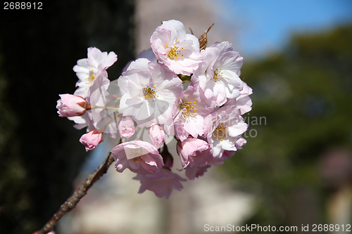 Image of Cherry blossom in Japan