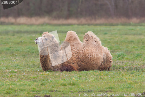 Image of Two-humped camel