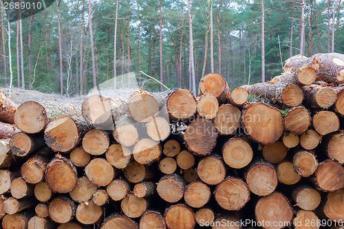 Image of Forestry industry tree felling 