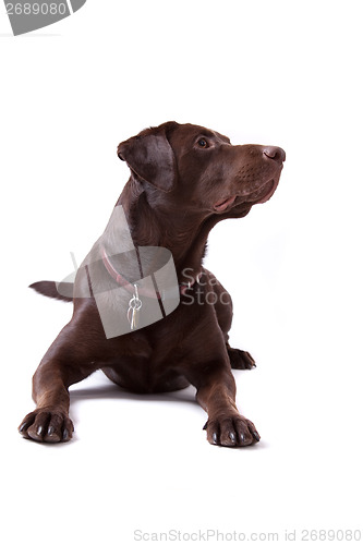 Image of Chocolate Labrador Dog on white background