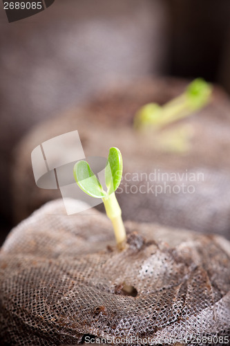 Image of Budding Plant