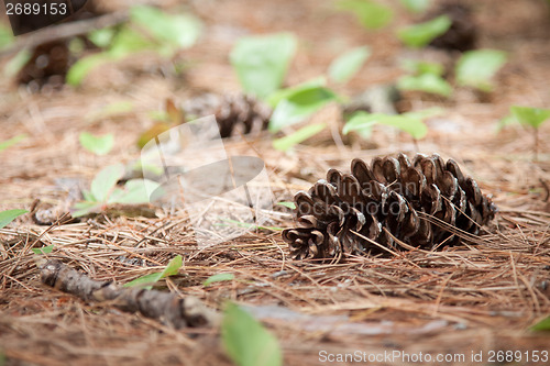 Image of Pine cone in the wilderness