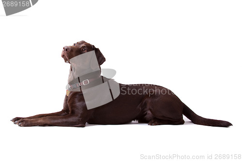 Image of Chocolate Labrador Dog on white background