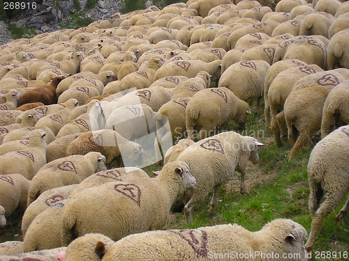 Image of Lambs