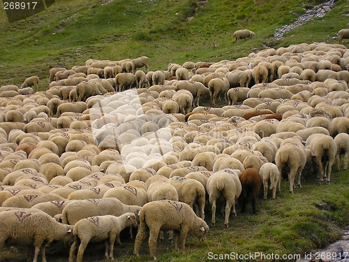 Image of Flock of sheep