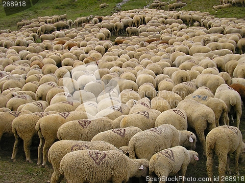 Image of Flock of sheep