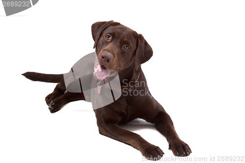 Image of Chocolate Labrador Dog on white background