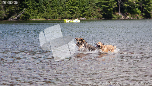 Image of Two dogs playing in the lake