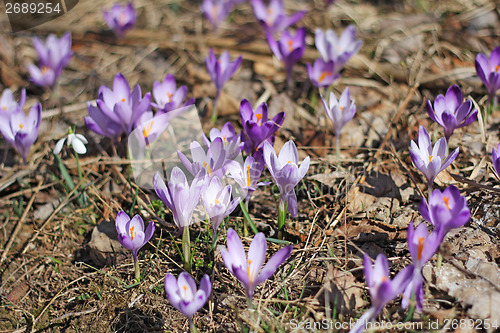 Image of Purple crocus