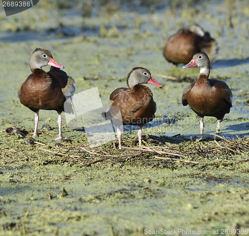 Image of Ducks In Florida Wetlands