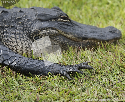 Image of Alligator