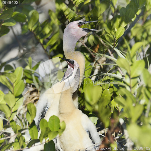 Image of Anhinga Baby Birds