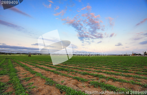 Image of Turf Farm - Buffalo grass