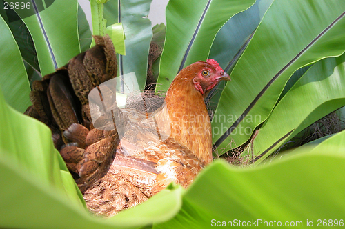 Image of chicken sitting in the middle of a fern