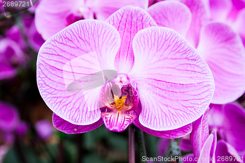 Image of Orchid
