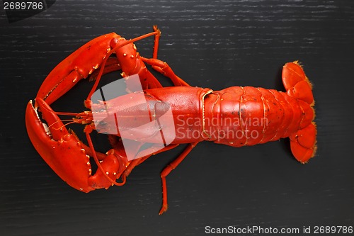 Image of Top view of Boiled Atlantic Lobster