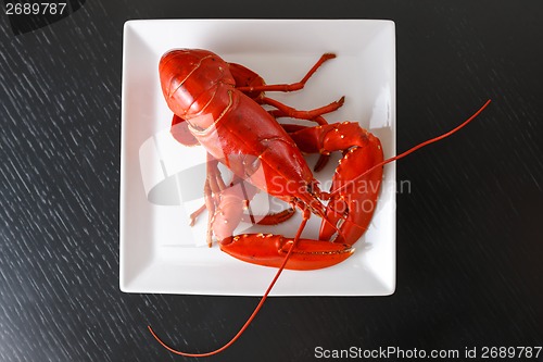 Image of Boiled Atlantic Lobster on white plate