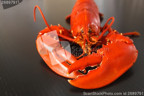Image of Front view of Boiled Atlantic Lobster