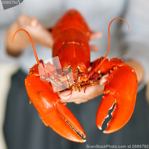 Image of Closeup of woman hands holding cooked lobster