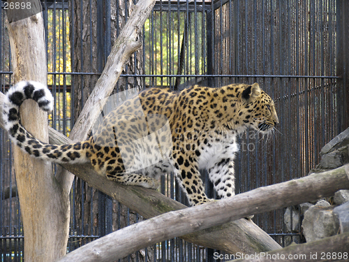 Image of Far-Eastern leopard