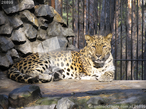 Image of Caucasian leopard