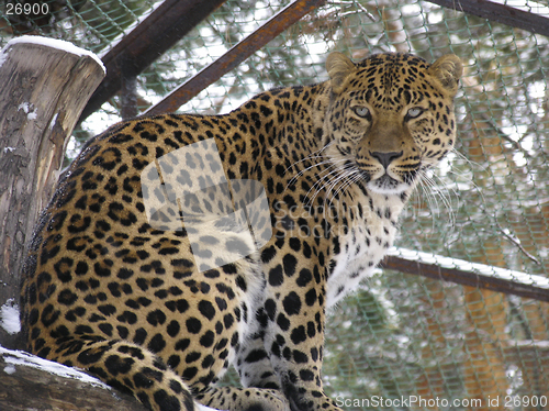 Image of Caucasian leopard